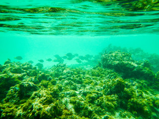 Fototapeta na wymiar Blue tang look like ghosts as they swim on the reef in Grand Cayman, Cayman Islands