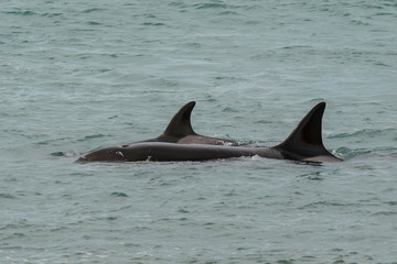 Naklejka premium Orcas hunting sea lions, Patagonia , Argentina