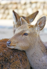 Day view of wild deer on the street on the island of Itsukushima (Miyajima), Japan