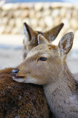 Day view of wild deer on the street on the island of Itsukushima (Miyajima), Japan