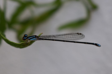 Dragonfly II