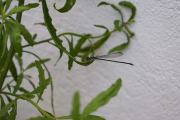 Dragonfly III