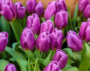Fototapeta premium Closeup of beautiful tulips. Spring flowers blossom background. Fresh plant in garden. Tulip field