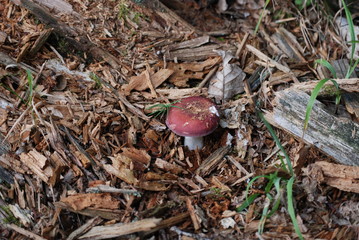 Foraging - Tall Brittlegill Mushroom in Woods