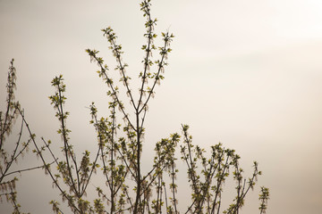 Budding tree branches in the spring