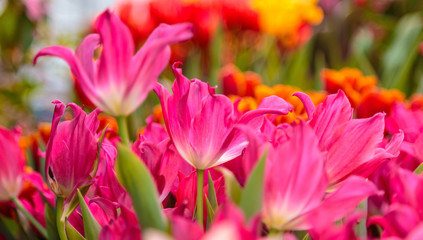 Closeup of beautiful tulips. Spring flowers blossom background. Fresh plant in garden. Tulip field
