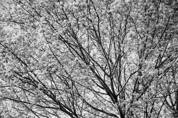 Budding tree branches in the spring