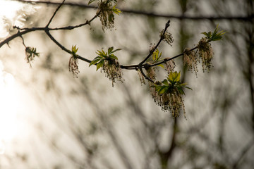Budding willow tree in the spring