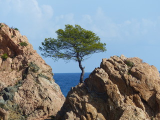 Fototapeta na wymiar Pinie zwischen zwei Felsen mit Meer und Himmel in Tossa de Mar