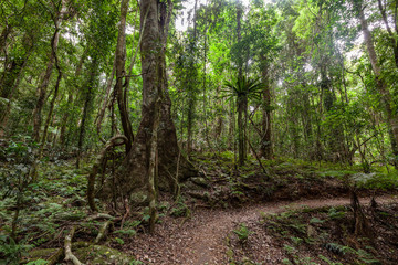 Footpath in temperate rainforest in Queensland, Australia