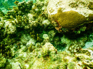 A four eyed butterfly fish glides over the reef in Grand Cayman, Cayman Islands