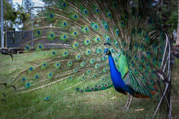 Beautiful peacock showcasing his train