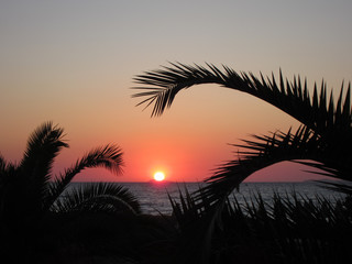 Fototapeta na wymiar Palmen im Sonneruntergang am Meer