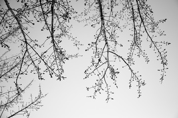 Budding tree branches in the spring