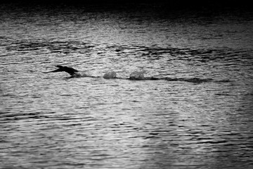 Silhouette of cormorant flying over water. Black and white
