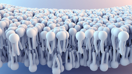 Fototapeta premium Cell Membrane structure in motion