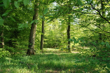 Obraz premium Spring in Black Forest