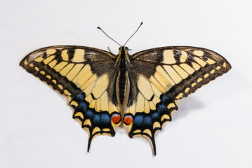 Old papilio machaon white isolated color insect