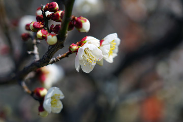 White flower blooms of the Japanese ume apricot tree, prunus mume, in winter in Japan