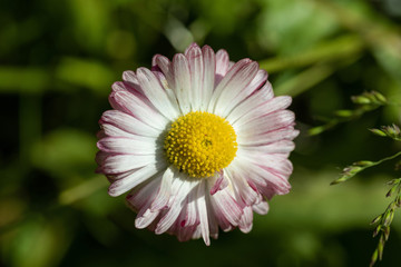 Fototapeta premium Flowers on natural background