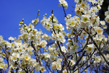 White flower blooms of the Japanese ume apricot tree, prunus mume, in winter in Japan