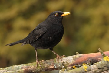 Eurasian Blackbird - Turdus merula  species of true thrush. It breeds in Europe, Asia, and North Africa, and has been introduced to Australia and New Zealand