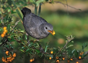Eurasian Blackbird - Turdus merula  species of true thrush. It breeds in Europe, Asia, and North Africa, and has been introduced to Australia and New Zealand