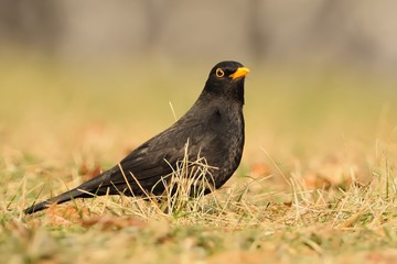 Obraz premium Eurasian Blackbird - Turdus merula species of true thrush. It breeds in Europe, Asia, and North Africa, and has been introduced to Australia and New Zealand