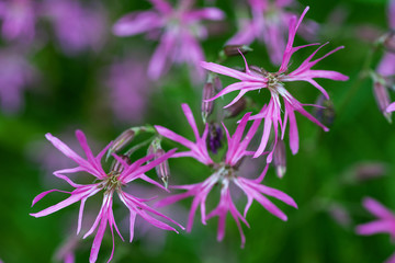 Flowers on natural background