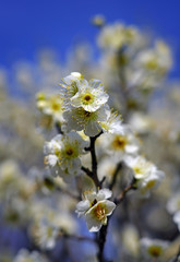 White flower blooms of the Japanese ume apricot tree, prunus mume, in winter in Japan