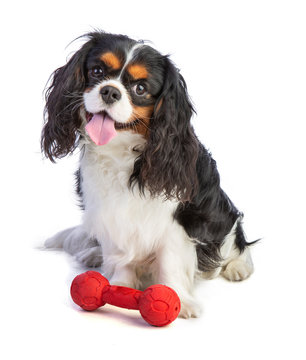 Foto Stock Cavalier king Charles spaniel sitting with a toy | Adobe Stock