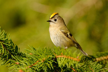 Goldcrest - Regulus regulus sitting on the branch of the spruce. very small passerine bird in the kinglet family. Its colourful golden crest feathers gives rise to its names