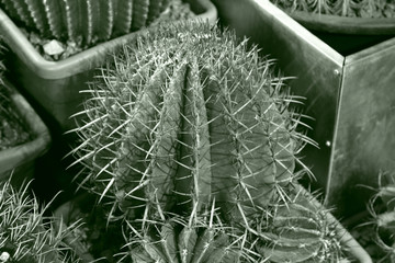 Cactus. Rare exotic succulent from the family of the perennial flowering plants