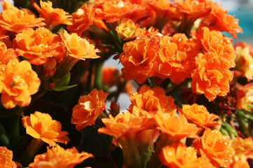 Delirio floral naranja