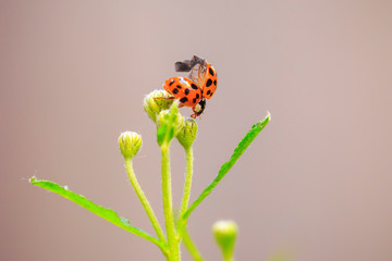 Ladybug or ladybird insect climbing