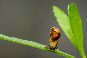 Ladybug larva insect closeup