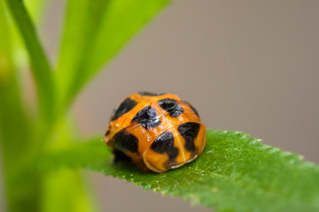 Ladybug larva insect closeup