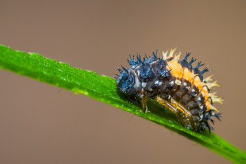 Ladybug larva insect closeup