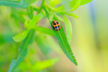 Ladybug larva insect closeup