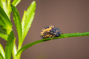 Ladybug larva insect closeup