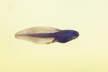 Natural underwater view on a tadpole or pollywog larval stage swimming in water with algeas.