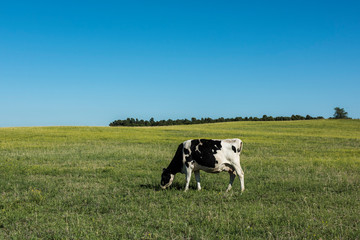 Dairy cows in pampas landscape,Patagonia