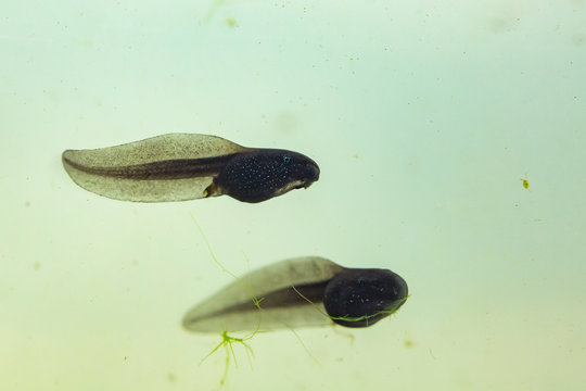 358 Best Pollywog Images Stock Photos Vectors Adobe Stock