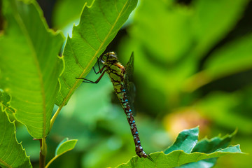 Closeup of a southern or blue hawker Aeshna cyanea female dragonfly resting under leaves in a tree