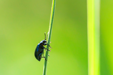 Closeup of a small alder leaf beetle, agelastica alni, insect climbing up on green grass and reeds