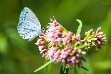 Closeup of a holly blue Celastrina argiolus butterfly feeding