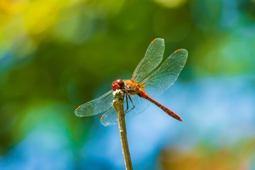 Closeup of a red male Ruddy darter (Sympetrum sanguineum) resting in sunlight in a meadow