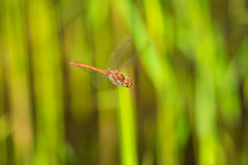 Common Darter (Sympetrum striolatum) dragonfly flying