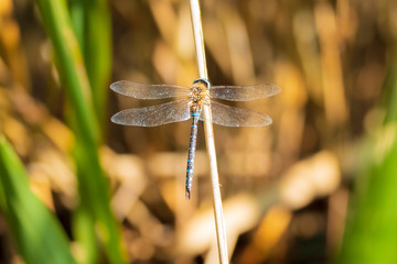Closeup of a male migrant hawker Aeshna mixta resting