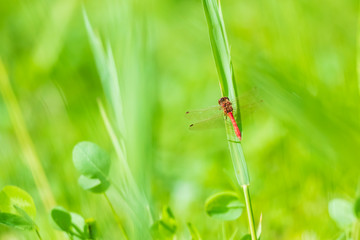 Red male Common Darter (Sympetrum striolatum) resting in a green meadow
